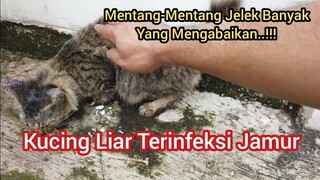 Kucing Liar Terinfeksi Jamur Malang Sekali Nasibnya ( Feeding Cat )