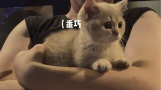 小猫体验一百种职业 今天是陪酒小猫(刺激