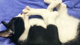 [Nhật ký nuôi mèo] Giấc mơ bú sữa mèo mẹ