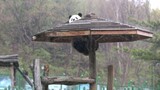 Animal|Giant Panda Sijia
