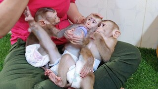 Liheang & Lion Aks Sono To Share Milk