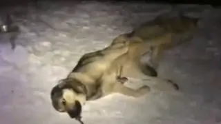 Dog Mating With Wolf…
