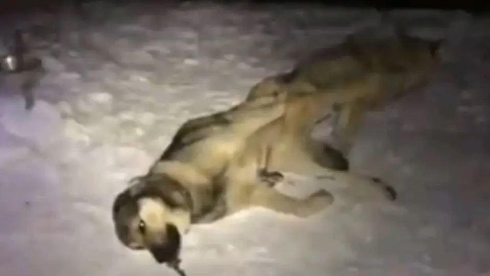 Dog Mating With Wolf… - Bilibili