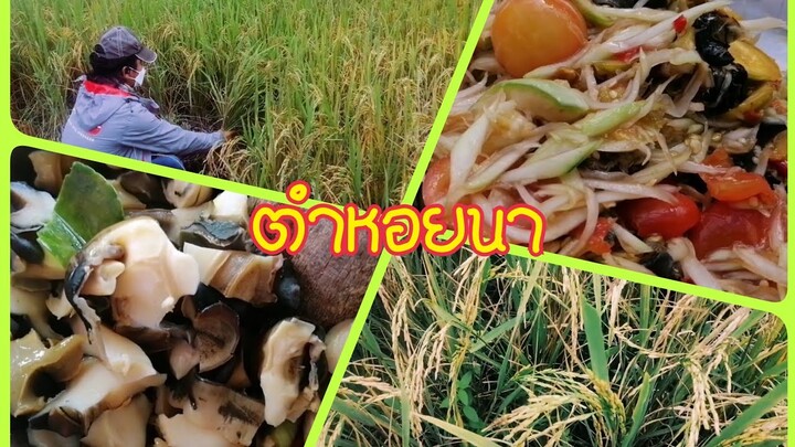 ตำหอย​นากินข้าวป่า​ เกี่ยว​ข้าวดอ​ช่วย​ลอดช่อง​ 4กุมาร​ขาแดนซ์​