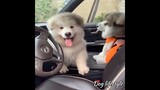 Cute puppies 🥰🐕‍🦺🐕🐩🐶🐾🦴 | Dog lifestyle