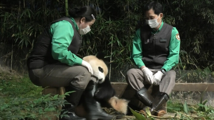[Panda] Fu Bao Suka Memeluk Kaki Orang 211108