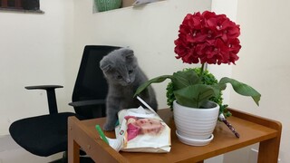 Bé mèo Anh lông ngắn (ALN) màu xám xanh tai cụp ở Tiệm mèo Sem