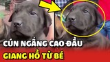 Bắt gặp chú chó GIANG HỒ TỪ BÉ tại chợ chó BẮC HÀ thuần chủng 100% 😂 | Yêu Lu