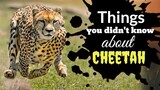 Things you didn't know about Cheetah | Tenrou21