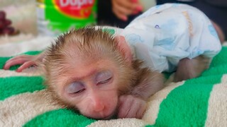 The Laziest Boy!! Tiny adorable Luca exhausted, fall asleep while waiting for milk  Sweet Dream