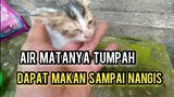 Anak Kucing Kecil Dibuang Di Jalan Kelaparan Menangis Saat Dapat Makanan Endingnya Minta Di Adopsi.!