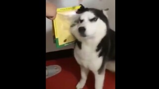 [Hewan] Anjing-anjing husky ini membuatku tertawa selama tiga hari