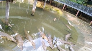 crocodile