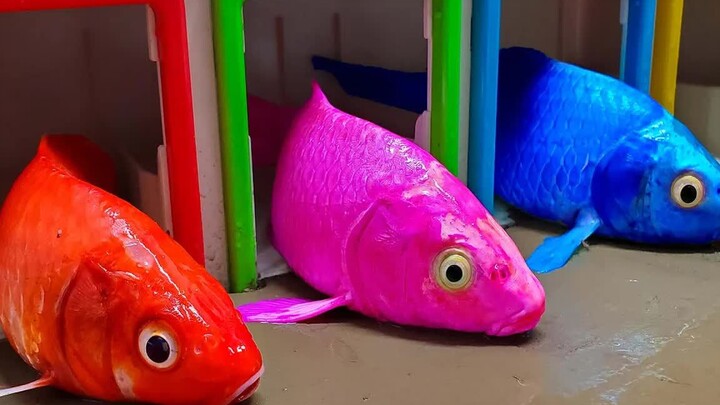 [Remix]Animasi stop motion: pernikahan pasangan ikan itu hancur