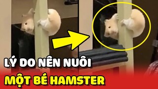 Lý do nên nuôi 1 chú chuột Hamster ĐÁNG YÊU trong nhà 😍 | Yêu Lu
