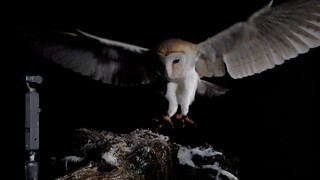 Funny Moments Filming Barn Owls Flying at Night