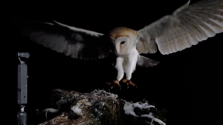 Funny Moments Filming Barn Owls Flying at Night