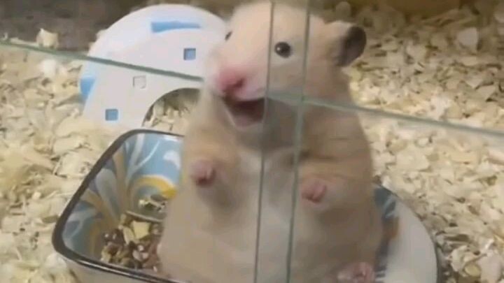 Hamster Overloaddd cuteness🐹. For more Cute videos just Like and Follow they IG acct on each vid.