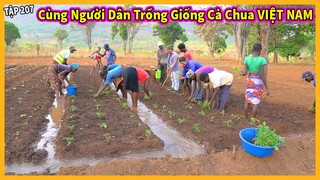 Cùng Người Dân Thử Nghiệm Trồng Giống Cà Chua Việt Nam