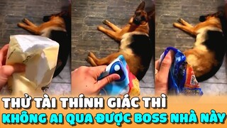 Thử Tài THÍNH GIÁC Thì KHÔNG AI Qua Được BOSS NHÀ NÀY | Siêu Thú Cưng