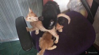 Playing kittens