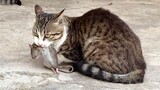 Mèo nhà hàng xóm bắt được chuột còn đem đi khoe với mèo của tôi!