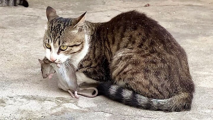 [Hewan]Kucing Tetangga Setelah Menangkap Tikus Membawanya ke Rumahku