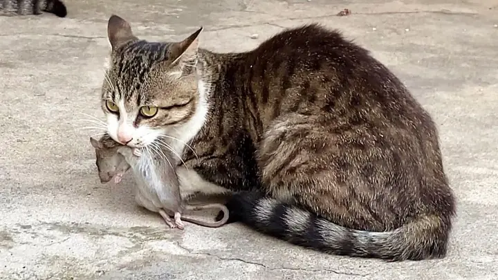 [Cat] It caught a mouse and is here to show off