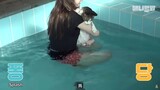 [Động vật]Chú mèo không sợ nước mà còn bơi được