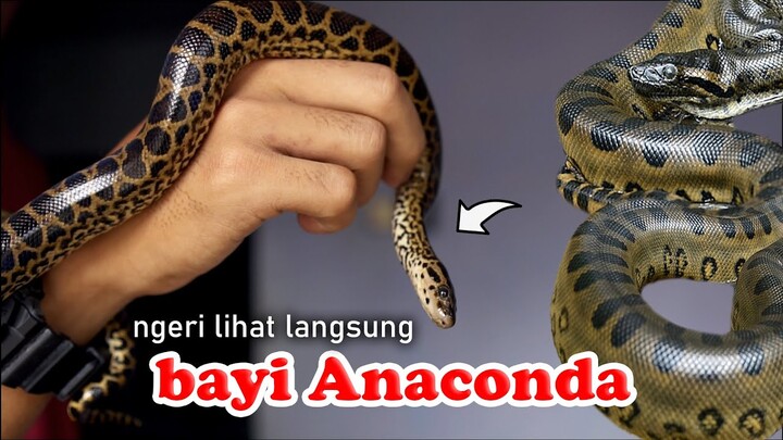 NGERII !!! pertamakalinya melihat langsung bayi ular anaconda !!! serasa di film