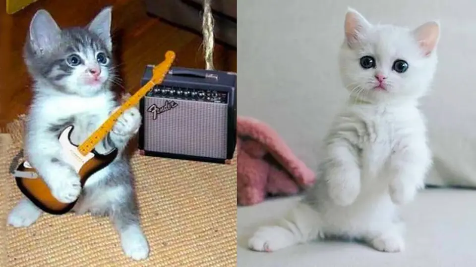 Baby Cats - Cute and Funny Cat Videos Compilation #33 | Aww Animals - Bilibili Baby Cats - Cute and Funny Cat Videos Compilation #33 | Aww Animals - Bilibili