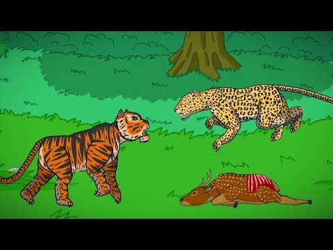 TIGER VS LEOPORD ANIMATION