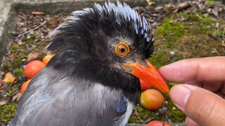 [คลิปสัตว์]นกกางเขนสีฟ้าไต้หวันเกรี้ยวกราด แต่บางครั้งก็ดูน่ารักดีนะ