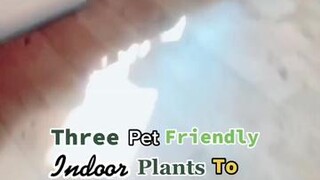 Plants for pets! LearnOnTikTok dogs planttiktok roothouseplants fyp