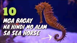 10 MGA BAGAY NA HINDI MO ALAM SA SEA HORSE | MGA BAGAY NA HINDI MO ALAM SA SEA HORSE | Tenrou21