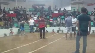 Boston grey ni jnp_ kurimao gamefowl for the win