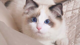 【年糕来啦】父亲坚决不同意养猫，还把猫带回家会有什么下场？