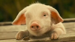 Winking Pig 🐷😉