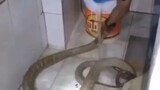 Mandiin Naga Cobra