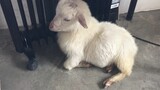 【Pet】Lamb Taking a Nap