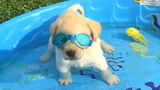 Funniest & Cutest Golden Retriever Puppies 25 - Funny Puppy Videos 2019