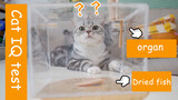 【Animal Circle】The length cats would go for food.