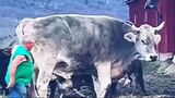 Bull bigger than human