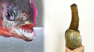 "Piranha VS Geoduck"