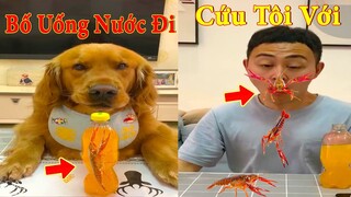 Thú Cưng TV | Dương KC Pets | Đa Đa Thánh Chế #5 | Chó Golden Gâu Đần vui nhộn | cute smart dog