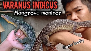 BIAWAK BAKAU / Mangrove monitor ( Varanus indicus )