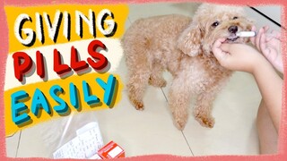 How to Give Pill Medicine to Your Dog Easily| The Poodle Mom