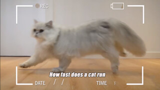 การทดสอบ: แมววิ่งได้เร็วแค่ไหน