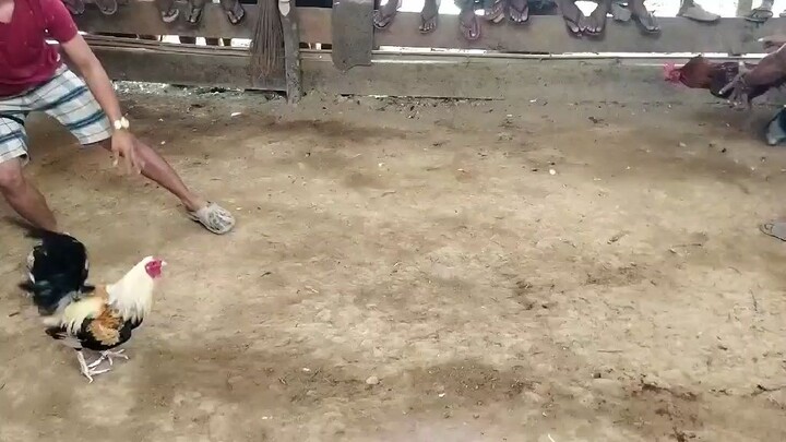My 4x winner talisay wlang sugat 😍 🔥 April 26 2025