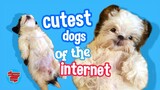 Cutest Dogs of the Internet
